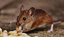 24 Hour & Emergency Exterminators in Monte Sereno, CA